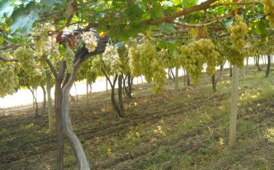 Виноград Дамські Пальчики (Хусайне білий): опис сорту, фото, боротьба з шкідниками
