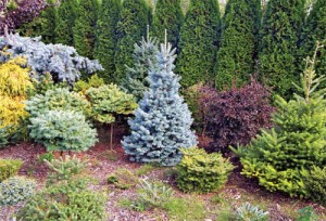 Хвойні в ландшафтному дизайні: як вибрати сорти і висадити? + відео