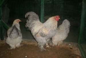 Карликові Брами   це точна копія великих курей однойменної породи