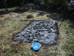 Чорнозем Росії: у чому його переваги для зростання рослин + відео