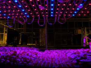 Освітлення теплиць взимку – який освітлювальний прилад вибрати? + відео