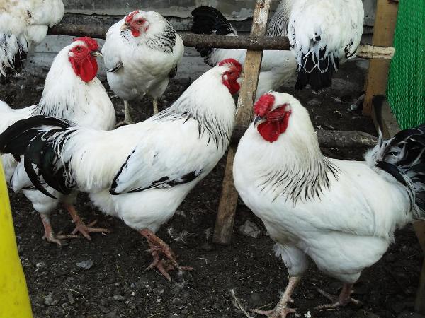 Першотравнева   це одна з найпопулярніших в Росії курей мясо яєчного типу. Фото і опис