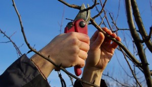 Обрізка фруктових дерев – терміни та деталі проведення обрізки + Відео