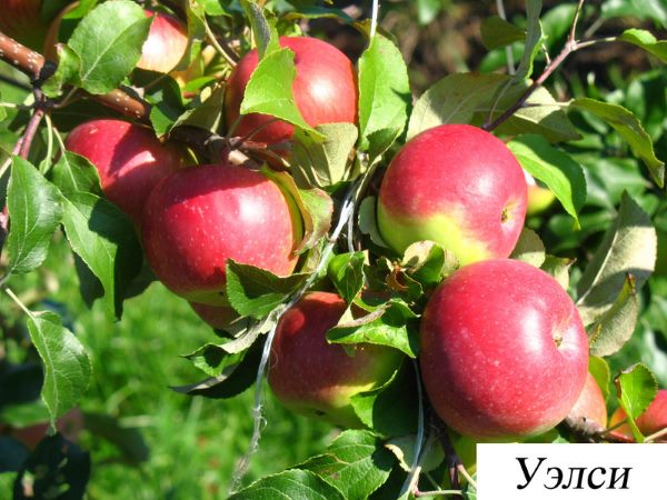 Доступно і інформативно про яблунях сорти Уэлси