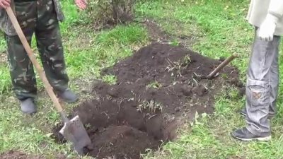 Сорт яблунь Бурштин: опис і загальна інформація про дереві і плодах