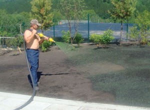 Як посадити газон своїми руками – вибір насіння і їх висадка + відео