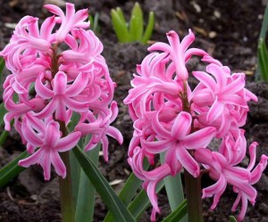 Посадка цибулинних рослин: як провести роботи по висадці? + відео