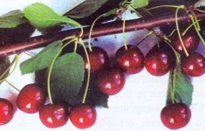 Молода вишня Десертна Морозова   популярний сорт