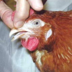 Закупорка зоба у курей: що робити, якщо забився стравохід?