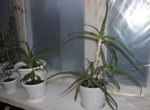 Алое віра: лікувальні властивості і застосування у медицині + відео