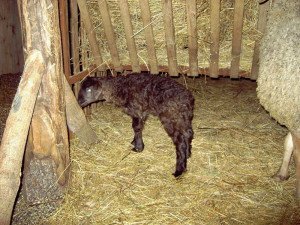 Будуємо хлів для овець своїми руками – поради, пояснення + Відео