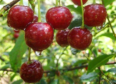 Вишня Маяк   довгожитель серед вишень, опис сорту та фото