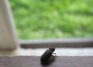 Жук ковалика, він же дротянка, – позбавляємося від шкідників + Відео Жук ковалика, він же дротянка, – позбавляємося від шкідників + Відео