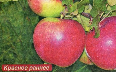 Переваги і недоліки яблуні сорту Червоне раніше