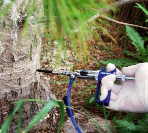 Обприскування саду ранньою весною – чим обробляти рослини? + відео