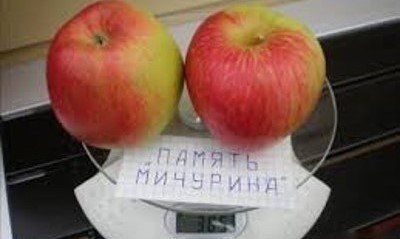 Як, де і в який час садити яблуні сорту Память Мічуріна?