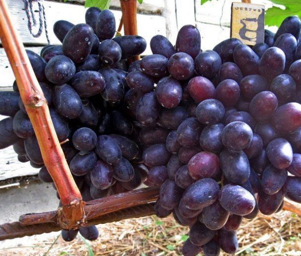 Виноград Хаджі Мурат: боротьба з шкідниками, селекція, фото і опис