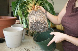 Посадка квітів у горщики – секрети і поради спеціалістів + Відео