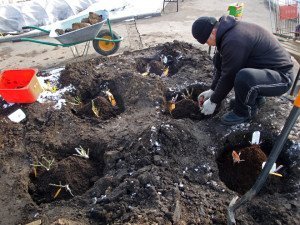 Посадка троянд навесні в грунт – підготовка ґрунту і висаджування + відео