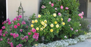 Клумби і квітники своїми руками – розкриваємо секрети! | Насотке.ру