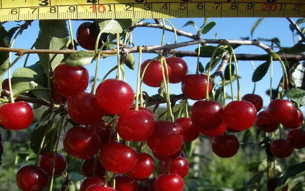 Невибаглива вишня Щедра з великою кількістю переваг