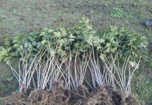 Посадка смородини навесні – всі тонкощі роботи і правила догляду + відео