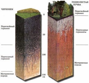 Підзолисті ґрунти на городі: як окультурити і що виростити? + відео