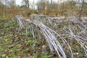 Як підготувати малину до зими – підготовка малини до сильних морозів + Відео