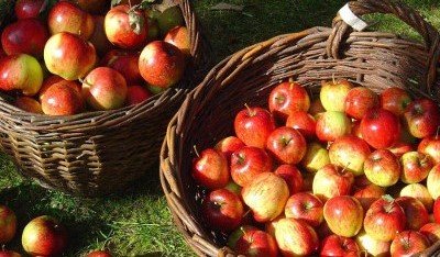 Самоплідна і невибаглива яблуня Ароматне: опис та фото