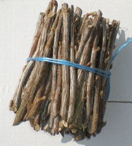 Посадка смородини навесні – всі тонкощі роботи і правила догляду + відео