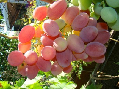 Виноград Фавор: опис сорти, хвороби, шкідники, характеристики і фото