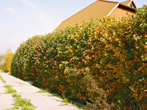 Жива огорожа на дачі – основи обрізки та стрижки + Відео
