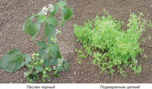 Як знищити буряни на ділянці – ефективна боротьба на дачі, городі + Відео