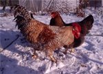Сечокислий діатез у птахів або подагра