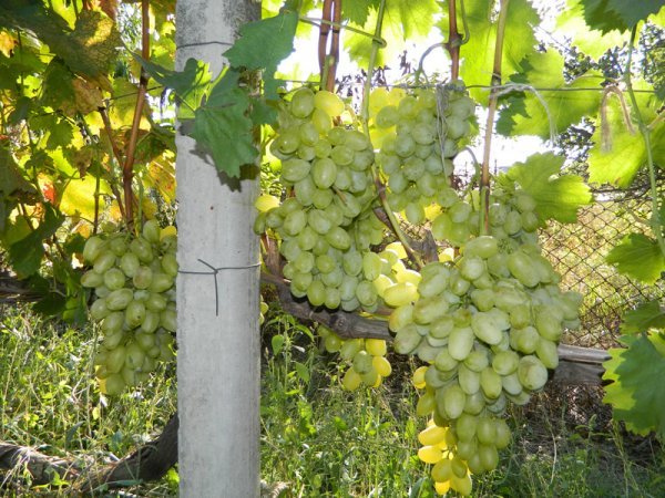 Виноград Ланселот: опис сорту і фото, характеристики та поради щодо боротьби шкідниками