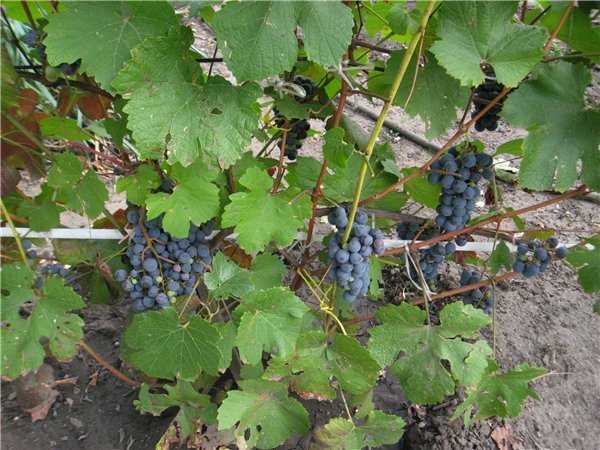 Виноград Регент: опис сорту, боротьба з шкідниками, фото