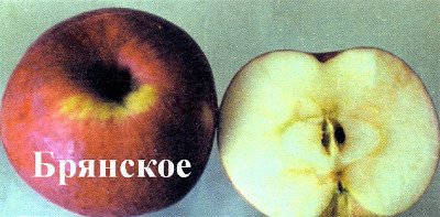 Масу переваг має яблуня сорту Брянське