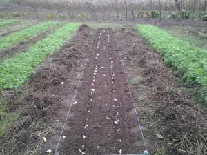 Посадка ярого та озимого часнику навесні – як проходить? + відео