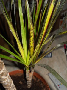 Кімнатні квіти драцена: догляд та боротьба з шкідниками рослин + відео