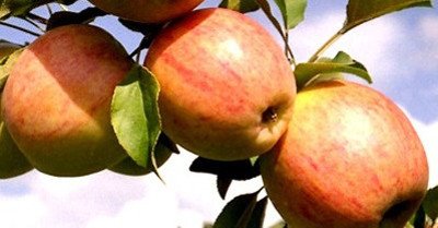 Сорт стійкий до парші яблуні Курнаковское