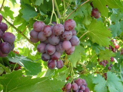 Виноград Воєвода: опис сорту, фото, характеристики, хвороби і шкідники
