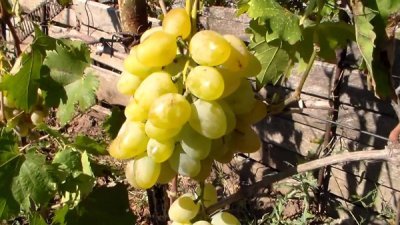 Виноград сорт Монарх: опис сорту, характеристики, фото і відео