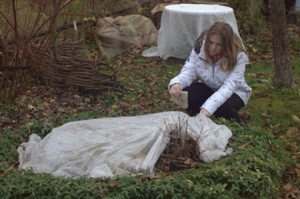 Чим підживити троянди навесні і як правильно підживлювати квіти? + відео