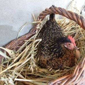 Вирощування курчат з квочкою від А до Я