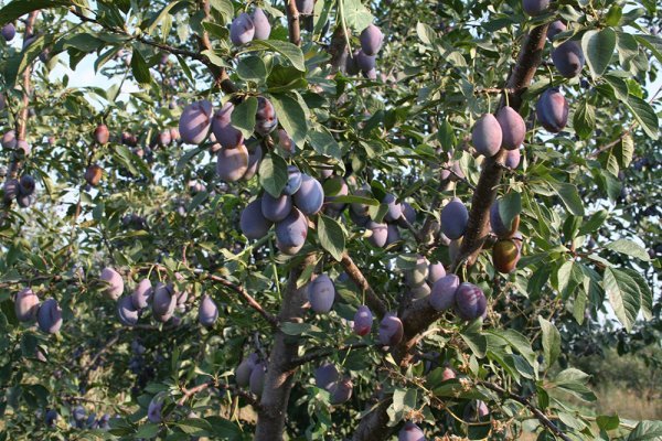 Слива Богатирська: докладний опис і наочні фото сорту
