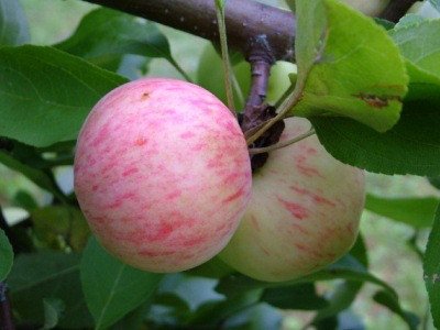 Сорт яблук Боровинка: опис характеристик і фото