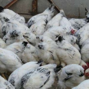 Кури Адлерские сріблясті   улюбленці вітчизняних фермерів: фото та повний опис