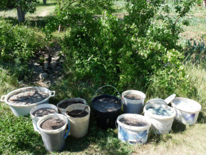 Натуральні добрива для городу – підживлення садових культур + відео