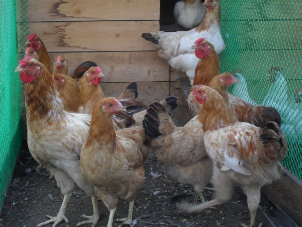 Полтавські кури: висока продуктивність і невибагливість змісту. Фото і опис.