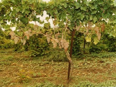 Виноград Платовский: опис морозостійкого сорту і його фото
